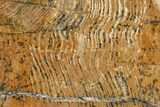 Strelley Pool Stromatolite Slab - Billion Years Old #150678-1